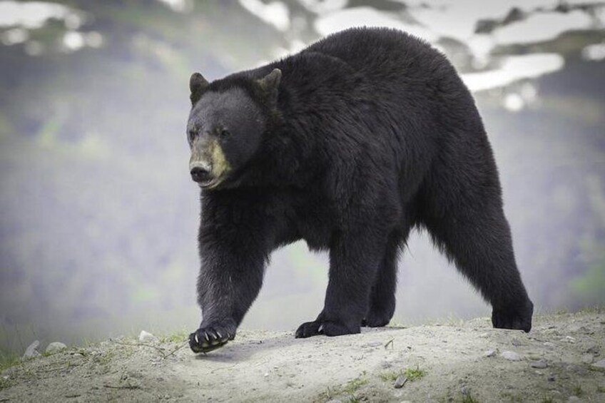 Glacier & Wildlife Discovery Tour