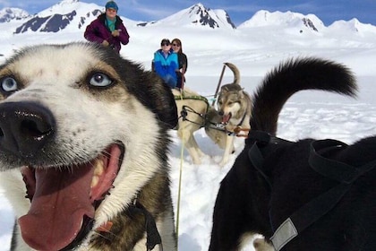 Alaska Helicopter and Glacier Dogsled Tour - ANCHORAGE AREA