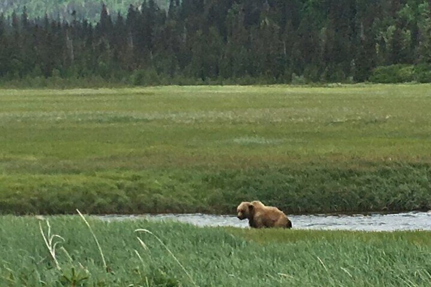 Bear Viewing Excursion and Airplane Adventure Tour