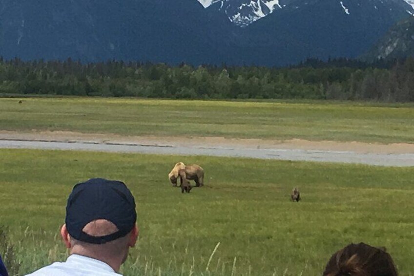 Bear Viewing Excursion and Airplane Adventure Tour