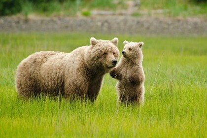 Bear Viewing Excursion and Airplane Adventure Tour