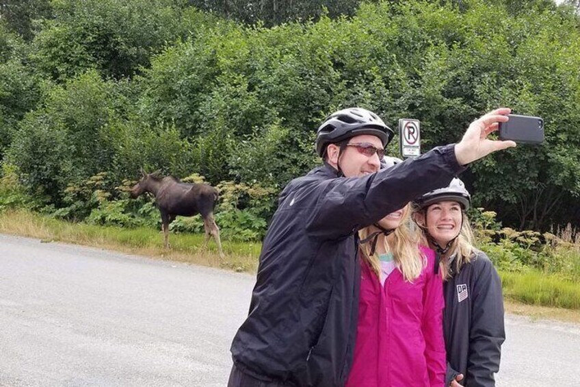 Moose photo!