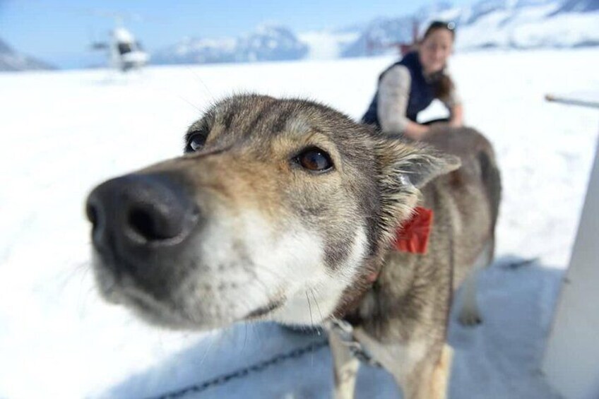 Helicopter Glacier Dogsled Tour with Lower Glacier Landing