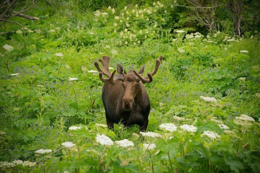 Alaska Wildlife Tour