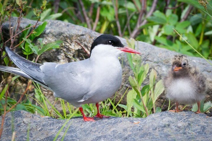 Arctic Terns along the Seward Highway (when in season)