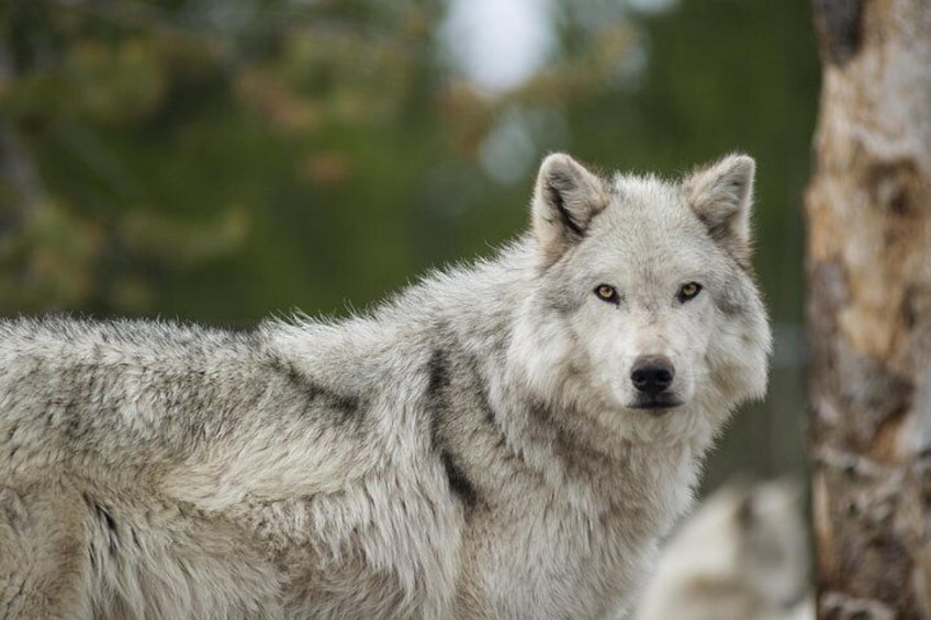 Wolf at the Alaska Wildlife Conservation Center