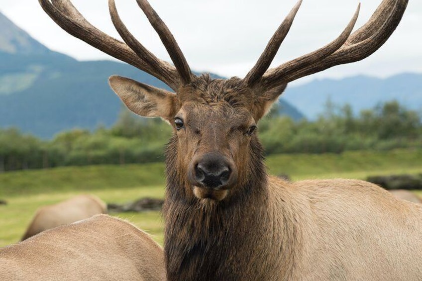 Alaska Wildlife Tour