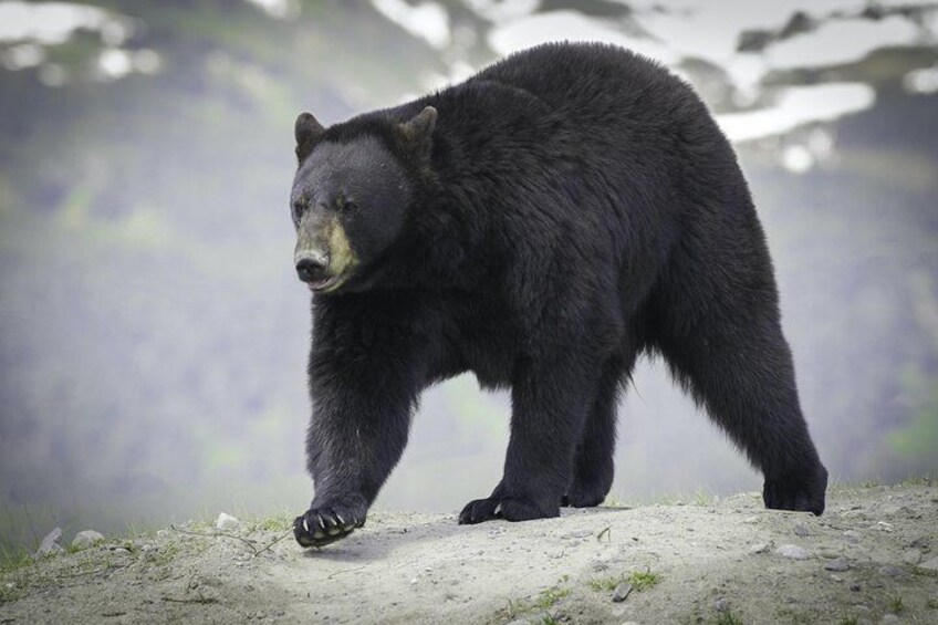 Black bear at AWCC