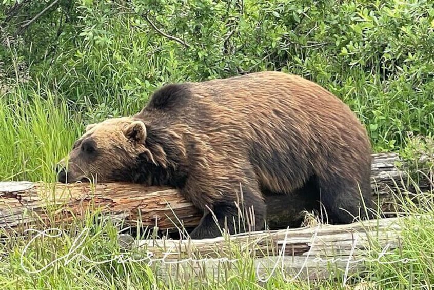 Alaska Wildlife Tour