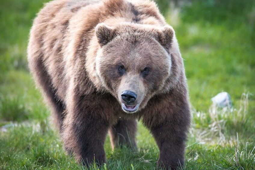 Bear at the Alaska Wildlife Conservation Center