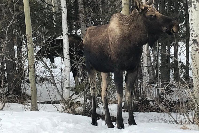 Winter - Wildlife & Turnagain Arm Tour