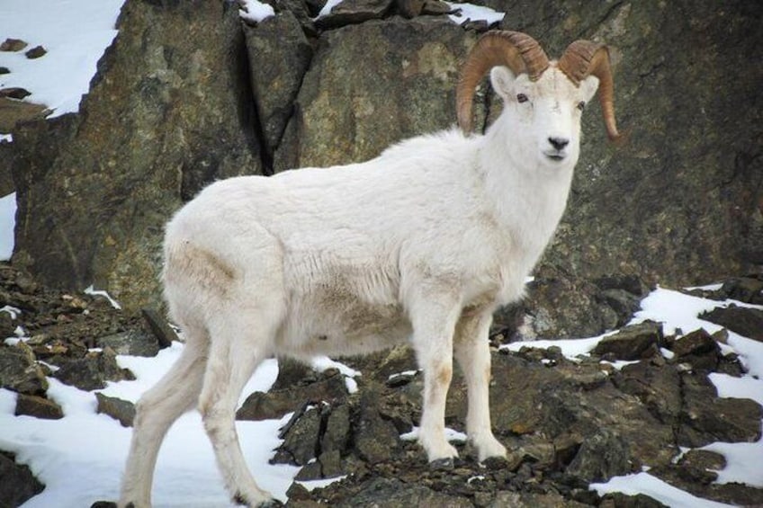 Tour of Turnagain Arm