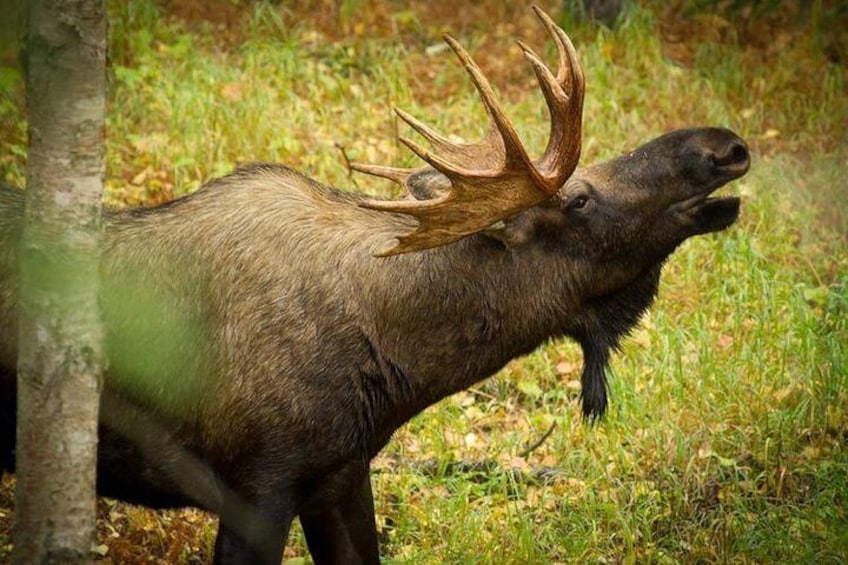 Tour of Turnagain Arm
