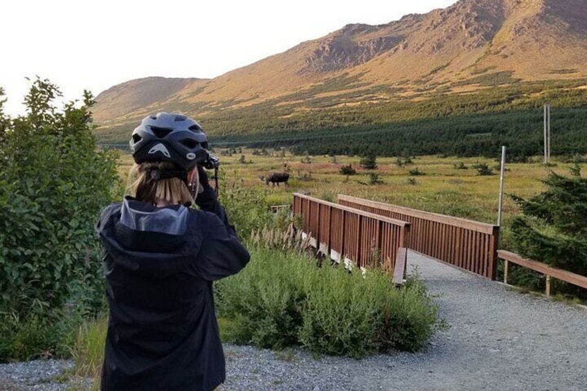 Great moose spotting!