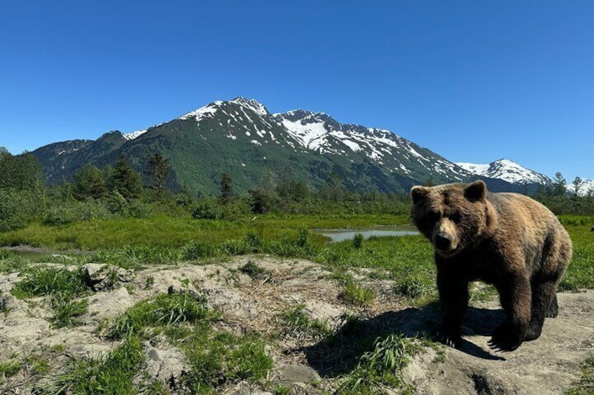 Alaska Wildlife Conservation Center