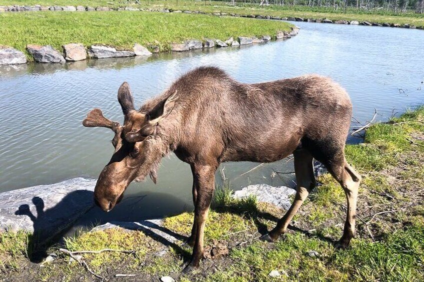 Alaska Wildlife Conservation Center