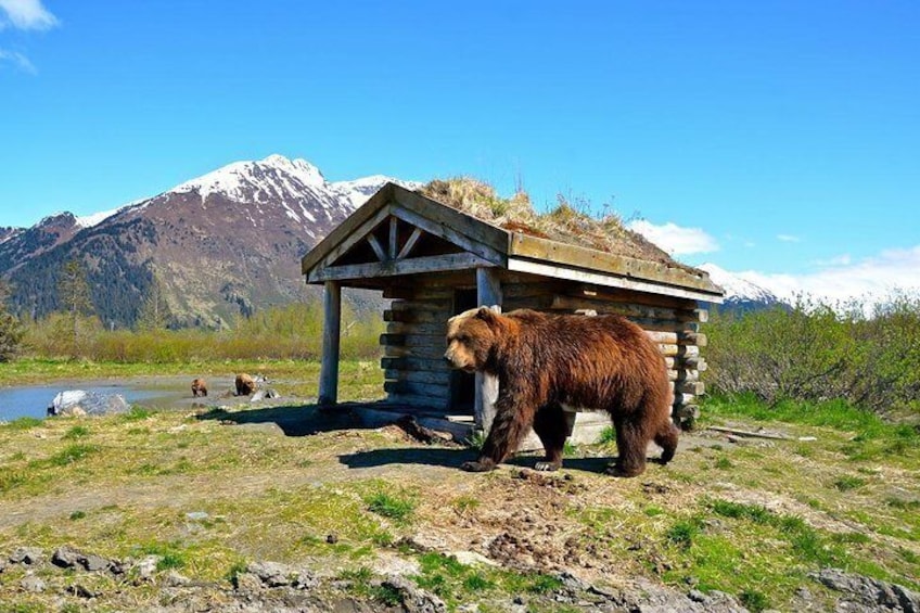 Alaska Wildlife Conservation Center