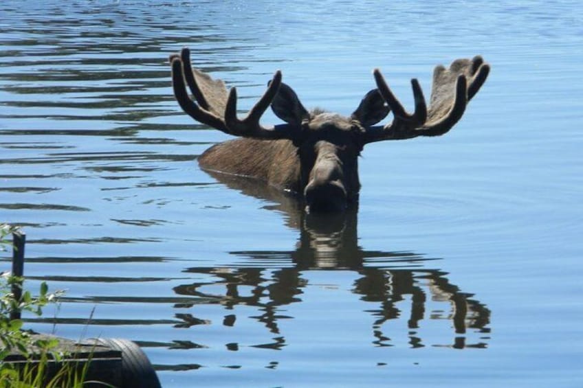 Bull moose swimming near Anchorage