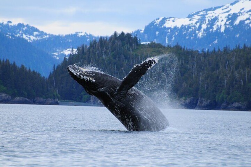26 Glacier Cruise - Whales are spotted throughout the summer on our cruises. 