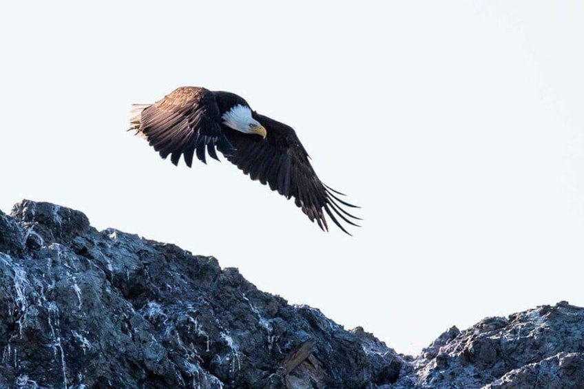 Bald Eagles are plentiful