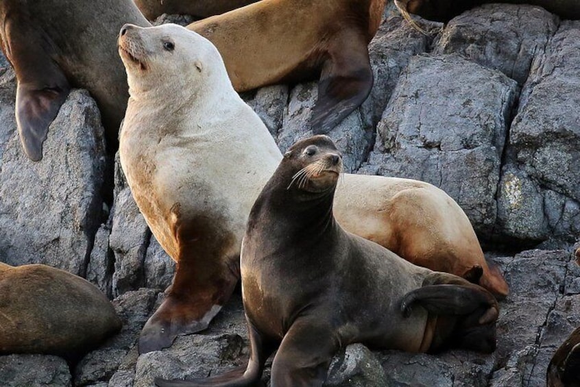 Steller and California Sea Lions migrate into the area