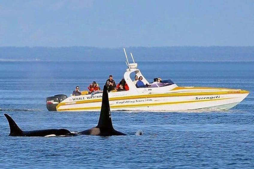 Best open whale tour boat option in Victoria