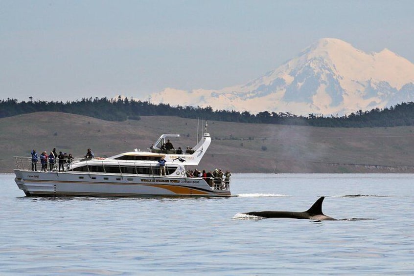 Open and semi-covered whale watching vessels are available