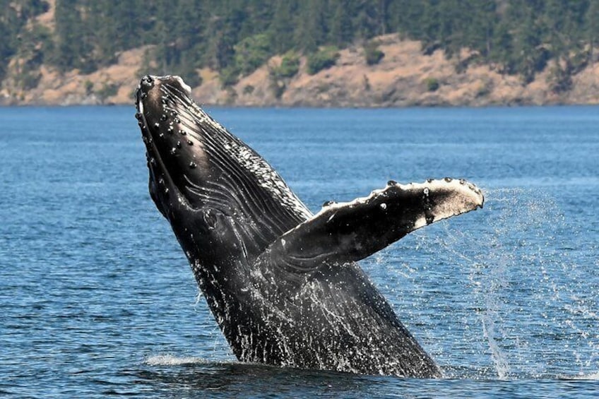 The Humpback whale comeback is spectacular and over 400 have photo identified in the Salish Sea