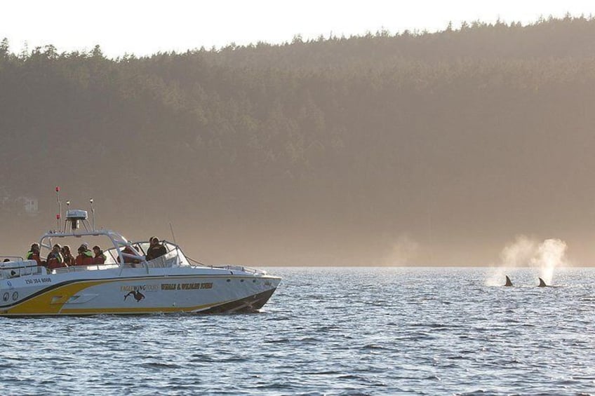 Open boat Goldwing watches whales and wildlife