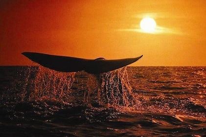 Whale Concert