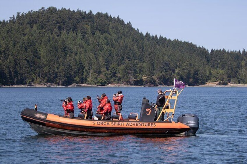 Whale Watching Tour in a Zodiac Boat in Victoria