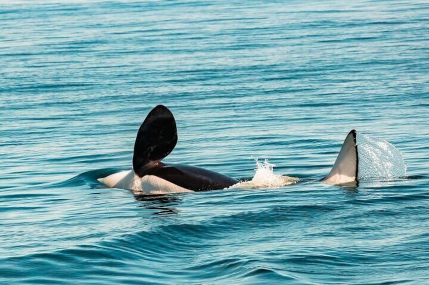 Whale Watching Tour in a Zodiac Boat in Victoria