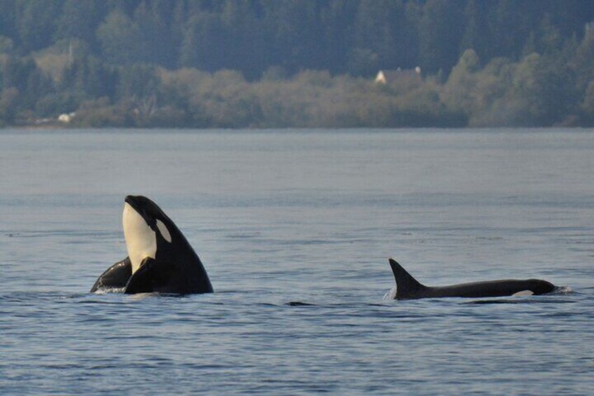 Victoria Whale Watching Tour on a Covered Vessel