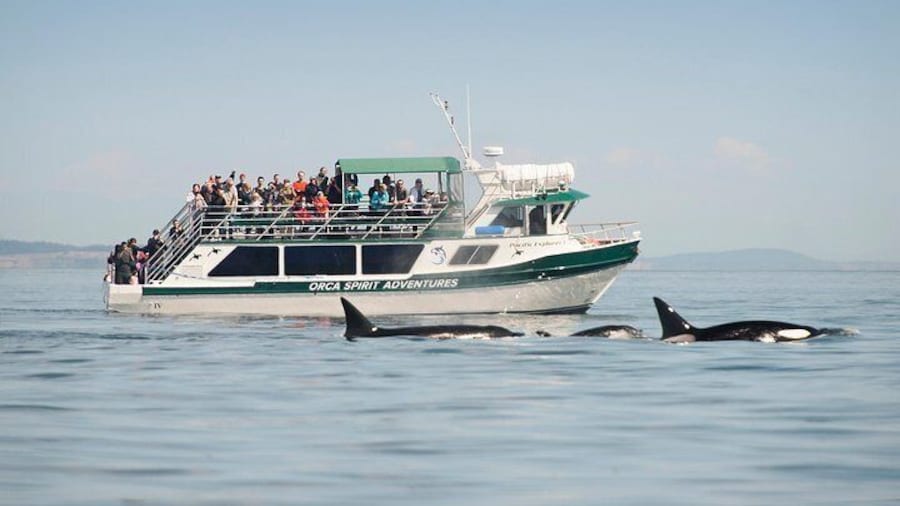 Covered Vessel with orcas