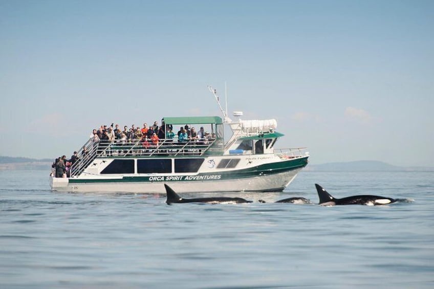 Covered Vessel with orcas