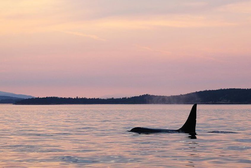 Male Orca at Sunset
