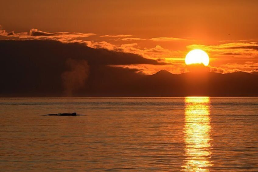 Humpback whale at sunset on the Salish Sea