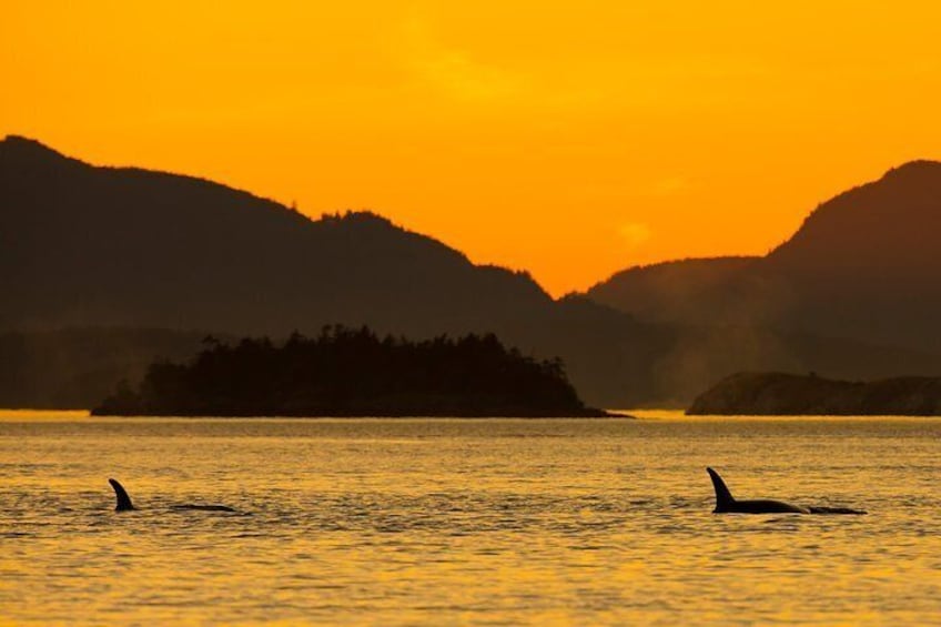 Orca whales at sunset in the Salish Sea