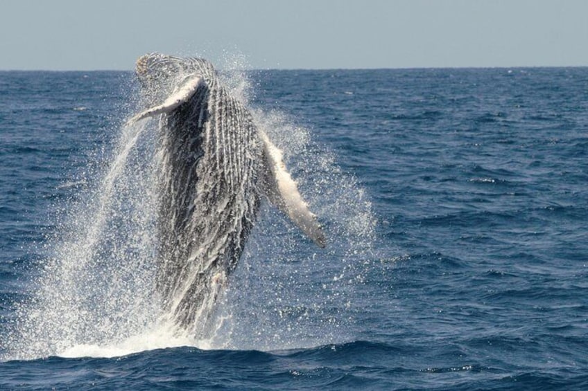 Breaching Humpback!