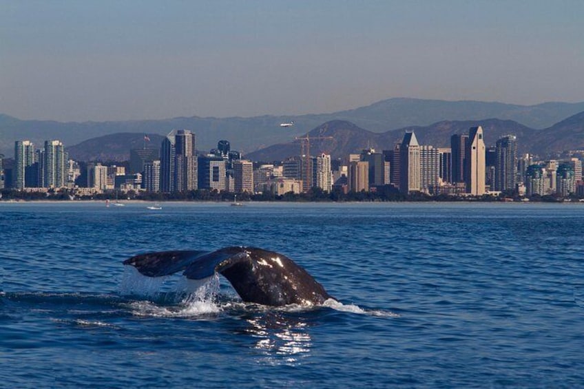 Next Level Sailing spots gray whale with San Diego in the background 