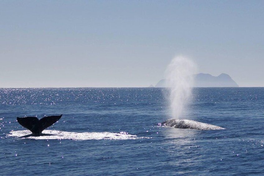 Migrating Gray Whales in San Diego 