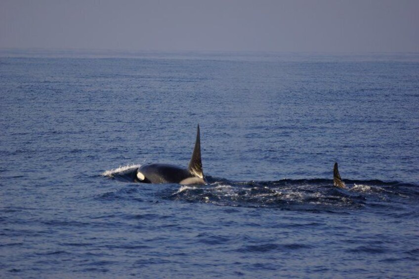 View of Orcas from the Yacht America