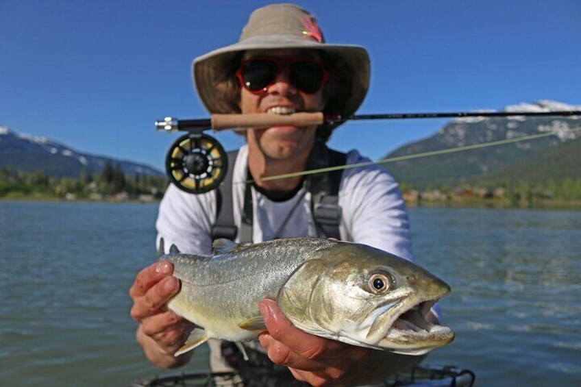 Wild Bull Trout