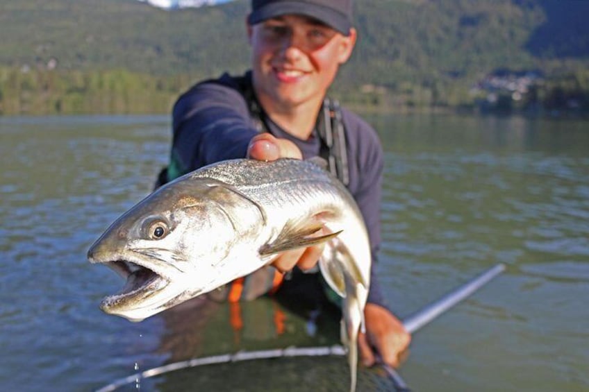 Bull Trout 