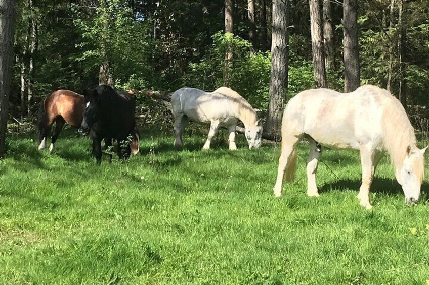 Enjoying life on the farm