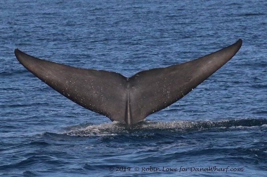 Blue Whale Tail