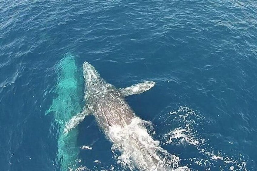 Dana Wharf Whale Watching