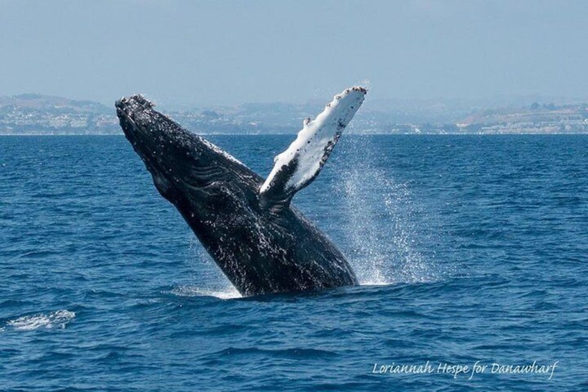 Breaching humpback whale