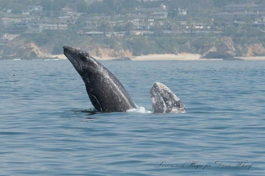 Gray whales breaching