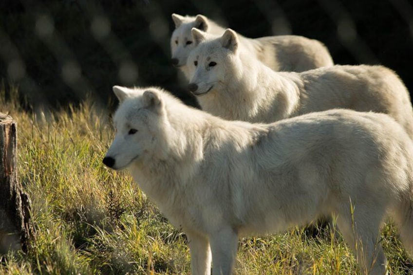 Skip the Line: Kamloops BC Wildlife Park Admission Ticket